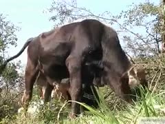 He played till it jerked off with a cow's dick.